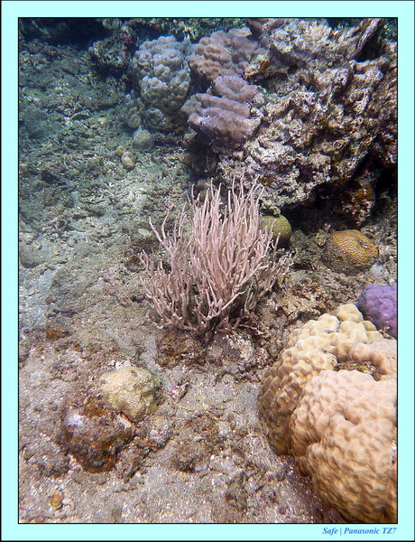 2012 - 07 - Dauin Sanctuary 07